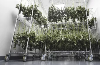 Νέα Μελέτη: Υπό αμφισβήτηση η συμβολή της ιατρικής κάνναβης στην θεραπεία ψυχικών διαταραχών