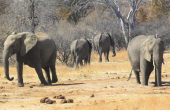 Μποτσουάνα: Μυστήριο και προβληματισμός γύρω από τον θάνατο 300 ελεφάντων σε 2 μήνες