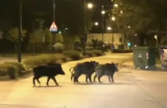 αγριογούρουνα