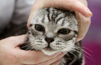 Απάτη... όσο πατάει η γάτα: Παχουλός γάτος γίνεται αιτία να χαθούν δωρεάν αεροπορικά μίλια