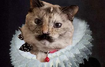 Viral: Η γάτα με το μουστάκι - Τσάρλι Τσάπλιν που έχει γίνει διάσημη στο ίντερνετ