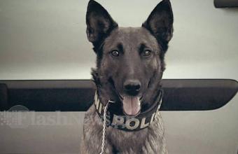 Νέα επιτυχία του «Μίσα»: Ο σκύλος του λιμενικού βρήκε δέμα με ναρκωτικά