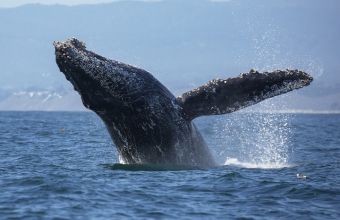 Viral video: Επιστήμονες στις ΗΠΑ ακούν για πρώτη φορά την καρδιά μιας γαλάζιας φάλαινας
