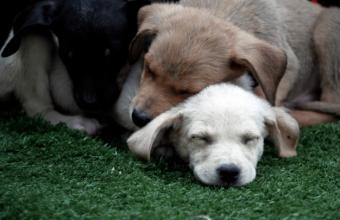 Ο Δήμος Θεσσαλονίκης ενημερώνει για τα αδέσποτα σκυλιά στο κέντρο της πόλης