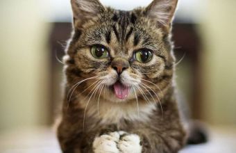 Πέθανε η Lil Bub, η γάτα με τους εκατομμύρια followers (εικόνες και vid)