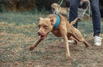 Πίτμπουλ κατασπάραξε μικρόσωμο σκυλάκι στη Σκιάθο -Συνελήφθη ο ιδιοκτήτης
