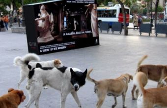 Δήμος Αθηναίων: Ιστοσελίδα ενημέρωσης για τα αδέσποτα ζώα της πόλης 