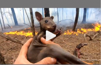 Συγκλονιστικό βίντεο: Καρέ καρέ η διάσωση ενός μωρού καγκουρό απο τις φλόγες στην Αυστραλία (Vid)
