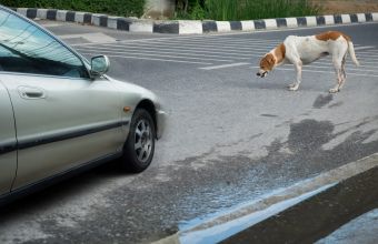Σκύλος σε ρόλο σχολικού τροχονόμου: Βοηθάει μαθητές να περάσουν με ασφάλεια τον δρόμο (Vid)