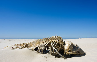 Μυστήριο: Τεράστιος σκελετός ξεβράστηκε σε παραλία - Είναι το τέρας του Λοχ Νες; (pic)