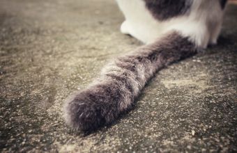 Γάτος βρέθηκε θετικός σε κορωνοϊό στο Βέλγιο - Τι λένε οι ειδικοί