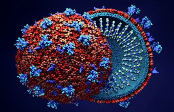 Νέα επιστημονική μελέτη αποκαλύπτει τον πιθανό τρόπο εισχώρησης του Covid-19 στα ανθρώπινα κύτταρα