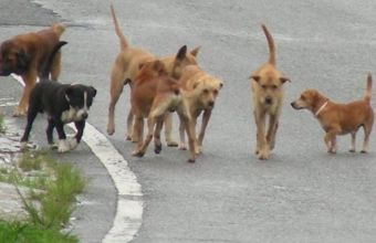 Στιγμές τρόμου στη Φθιώτιδα: Σκυλιά επιτέθηκαν σε γυναίκα που είχε βγάλει βόλτα το σκυλάκι της