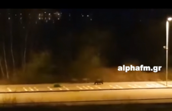 Viral: Πώς η καραντίνα έβγαλε τρεις αρκούδες στους δρόμους της Καστοριάς