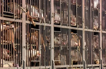 Κορωνοϊός - Κορυφαίος επιστήμονας των ΗΠΑ: «Εμείς το προκαλέσαμε στον εαυτό μας» 