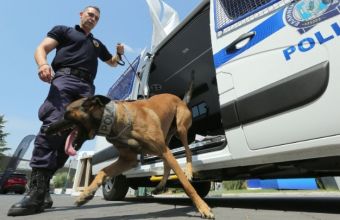Eκπαιδευμένος σκύλος εντόπισε υδροπονική καλλιέργεια κάνναβης στο Κιλκίς