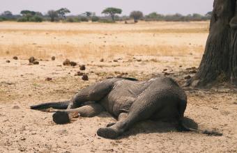 Μποτσουάνα: Τι ακριβώς σκότωσε τους 275 ελέφαντες - Διεθνή κατακραυγή 
