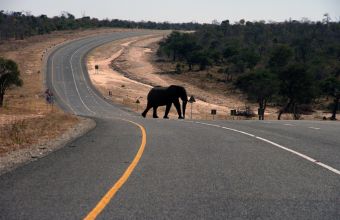 Ουγκάντα: Ελέφαντας ποδοπάτησε και σκότωσε τουρίστα κατά τη διάρκεια σαφάρι