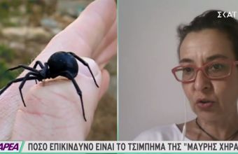 Αραχνολόγος σε ΣΚΑΪ: Αυτή είναι η αράχνη «μαύρη χήρα» - Πόσο επικίνδυνο το τσίμπημα της
