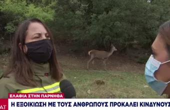 Ελάφια στην Πάρνηθα: Απαγορεύεται αυστηρά το τάισμα - Συστάσεις