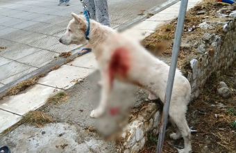 Βελτιωμένη αλλά κρίσιμη η κατάσταση του σκύλου που μαχαιρώθηκε από εκπαιδευτικό στη Νίκαια (vid)