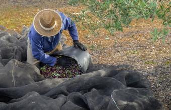 Υπ. Αγροτικής Ανάπτυξης: Μέσω Gov.gr οι αιτήσεις και οι εγκρίσεις εμπορίας και διακίνησης φυτικών σπόρων 