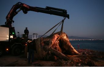 Νεκρή φάλαινα ξεβράστηκε στην παραλία της Φρεαττύδας (video)