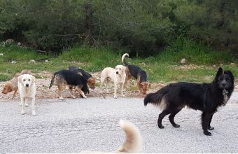 Βαρθολομιό Ηλείας: Θανάτωσαν με φόλες πλήθος σκύλων και γατιών
