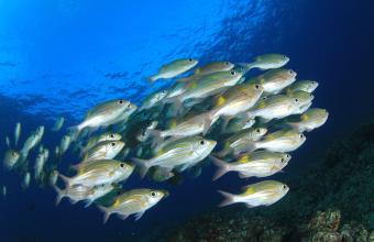 Νέα μελέτη: Oι ωκεανοί ανανεώνονται καθώς τα ψάρια αναπαράγονται 