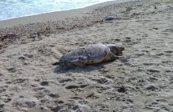 Ανατολική Μάνη: Θαλάσσια χελώνα καρέτα - καρέτα, νεκρή στo Σκουτάρι