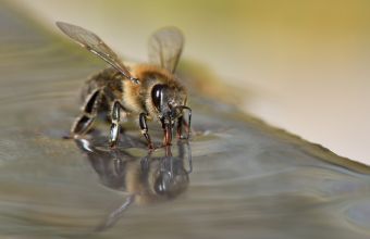 Κι ύστερα ήρθαν οι μέλισσες: Ερευνητές εκπαίδευσαν μέλισσες για να.... μυρίζουν τον κορωνοϊό