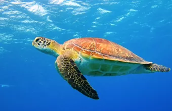 Νεκρή καρέτα καρέτα στις εκβολές του ποταμού Λουδία