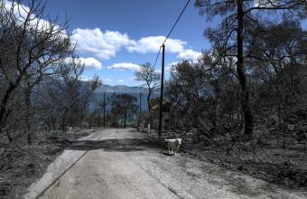 Η επικαιροποίηση της κατάστασης του οδικού δικτύου στα Μέγαρα λόγω της πυρκαγιάς