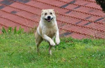 Θεσσαλονίκη: Στον Ελαιόρεμα το πρώτο πάρκο σκύλων του δήμου Πυλαίας – Χορτιάτη