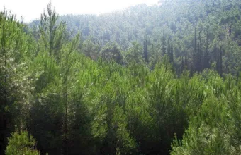 Δασικοί χάρτες: Τι αλλάζει μετά την απόφαση του ΣτΕ περί συνταγματικότητας