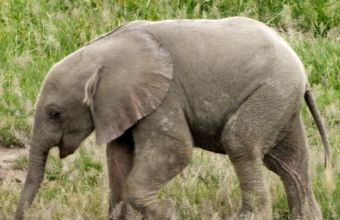 Μιανμάρ: Χωρικοί έσκαψαν «σκαλοπάτια» σε λάκκο για να σώσουν 4 παγιδευμένους ελέφαντες