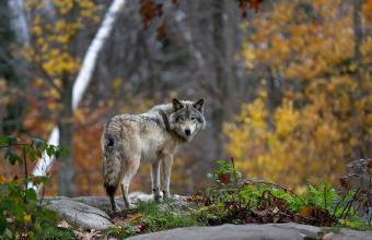 Τι κρύβεται πίσω από τη μυστηριώδη εξαφάνιση λύκων στη Δανία