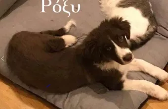 Έγκλημα -Γλυκά Νερά: Ο σκύλος που σκότωσε ο πιλότος- Πώς δόθηκε στην οικογένεια