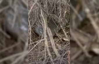 Σε αυτό το σημείο είχε κρύψει τους πίνακες Πικάσο ο 49χρονος οικοδόμος - Το βίντεο της ΕΛΑΣ