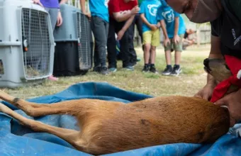 Ελεύθερα ξανά τα 2 ορφανά ζαρκαδάκια που είχε περιθάλψει ο «Αρκτούρος»- Η ιστορία τους