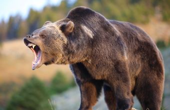 Αλάσκα-Συγκλονιστικό: Πως σώθηκε άντρας από αρκούδα που τον κυνηγούσε για μια εβδομάδα