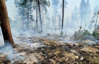 Meteo Αστεροσκοπείου: Οι πρόσφατες πυρκαγιές έκαναν στάχτη το 16% των δασών της Αττικής 
