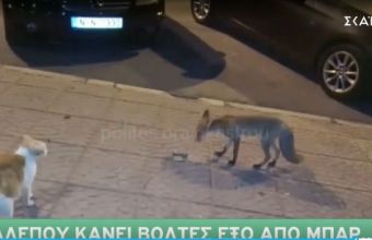 Θεσσαλονίκη: Αλεπού «κόβει βόλτες» έξω από μπαρ του Ωραιοκάστρου (Video)