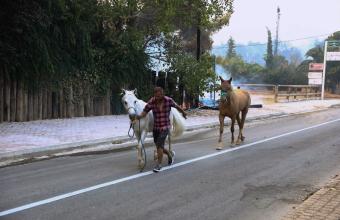 Πυρκαγιά στη Βαρυμπόμπη: Περίπου 250 άλογα μεταφέρθηκαν στο Μαρκόπουλο