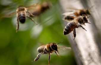HΠΑ: Μάχη για τη ζωή του δίνει 20χρονος που τσιμπήθηκε 20.000 φορές από μέλισσες.