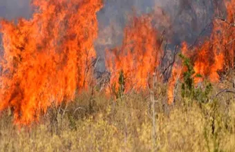 Πυροσβεστική: Συλλήψεις σε Λιβαδειά, Μυτιλήνη και Αττική για εμπρησμό