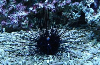  Diadema Setosum: Ο δηλητηριώδης αχινός που αυξάνεται στις ελληνικές θάλασσες (pics+vid)
