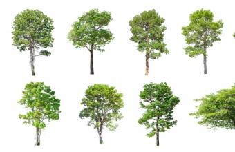 Σχεδόν το 1 στα 3 είδη δέντρων της Γης κινδυνεύουν με εξαφάνιση – Οι μεγαλύτερες απειλές
