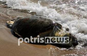 Ηλεία: Βρέθηκε νεκρή χελώνα Καρέτα-καρέτα στον Άγιο Ηλία (φωτο)