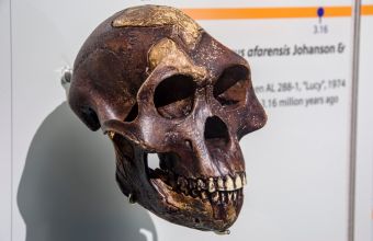 Στην Κρήτη οι αρχαιότερες πατημασιές προγόνων του ανθρώπου, 6 εκατ. ετών